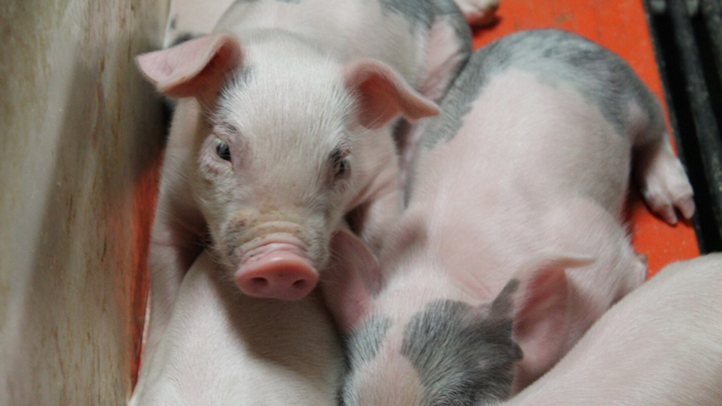 How to Keep Rotaviral Scours to a Minimum Among Piglets - Pork Business