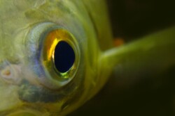 fish.jpg