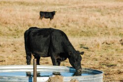 Nebraska cow at water tank.