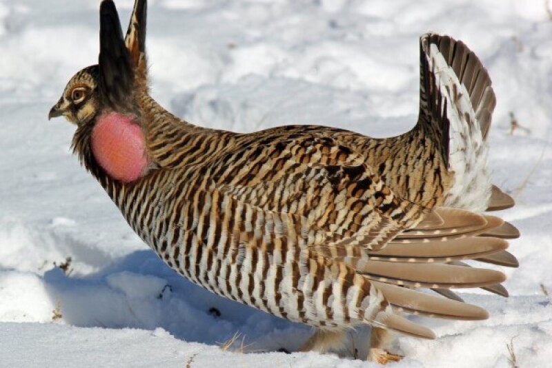Greater_Prarie_Chicken