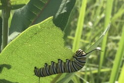 Monarch caterpillar on milkweed leaf