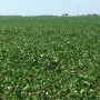 ohio_crops_again
