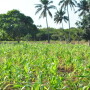 A hand-planted cornfield in Southern Mozambique.