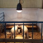 Heat lamps help newborn livestock stay warm during harsh weather.