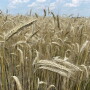IMG-1448.jpg