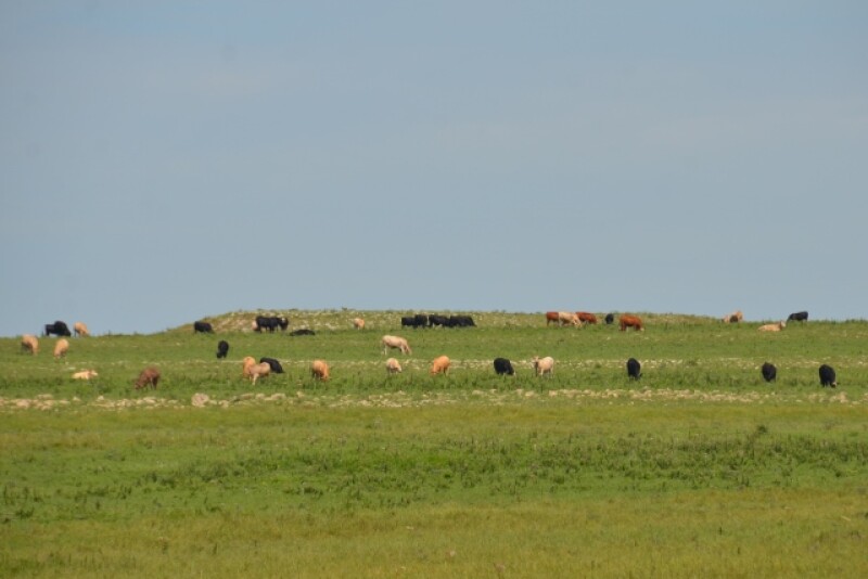 BT_Flinthills_Stocker_Cattle