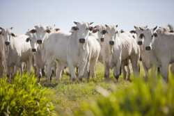 Brazilian Nellore cattle