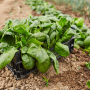 spinach growing