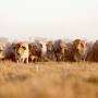 Northern_Australia_Cattle