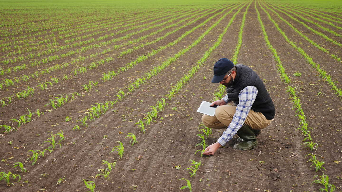 Agro Scouting Optimizing Fungicide Applications With Data-Driven Crop Scouting - AgWeb