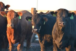 BT_Feedlot_Cattle
