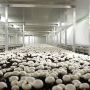 A view of a room with a white interior, with white mushrooms at the bottom.