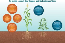 An Inside Look at How Copper and Molybdenum Work
