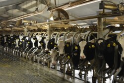 South Dakota’s impressive growth continues, adding another 13,000 cows and 24 million lbs. over last March.