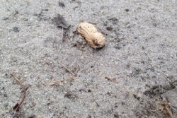 Peanut