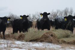 Cow Feeding