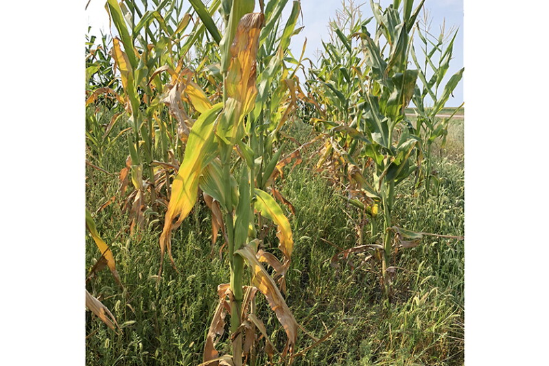 Drought-stressed corn will vary in forage quality. 