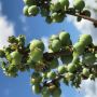 Florida blueberries, pictured earlier this season, have been beset by cold weather, but the Florida Blueberry Growers Association is calling for a good season.