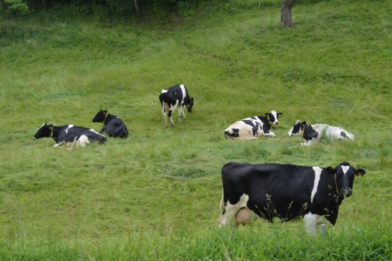 DT_Germany_Dairy_Cows_Grazing