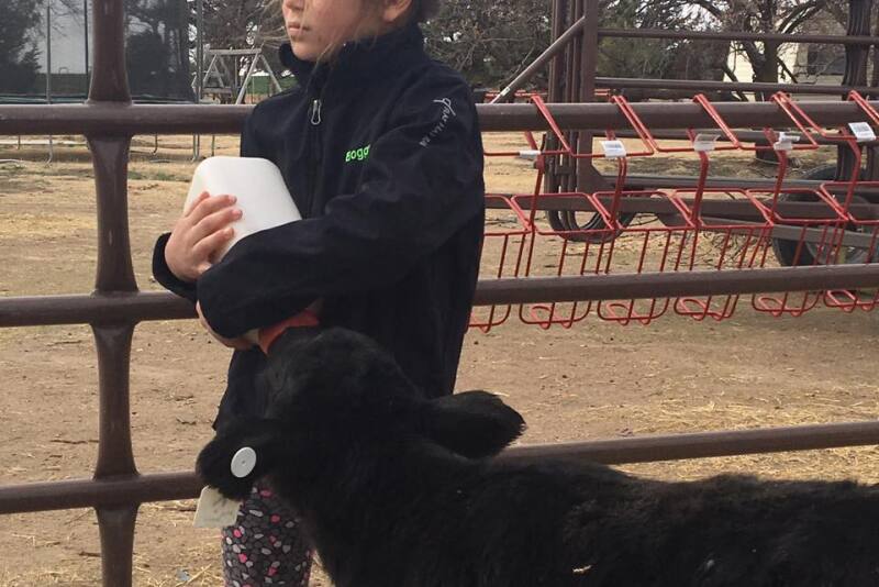 Makenna Boggs feeds a bucket calf orphaned by the Starbuck Fire.