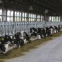 Raising too many heifers can be costly for producers, which is why David Erf recommends having a management plan for heifer inventory and reminds producers to check their cattle inventory numbers as much as they do milk prices.