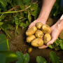 The restaurant shutdown due to COVID19 has thus plugged the major consumption channel for potatoes.