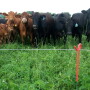 BT_Cattle_Electric_Fence