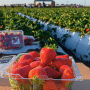 A clear, open clamshell-style container of strawberries is in the foreground. Three more closed containers of strawberries are behind it and slightly out of focus. The background is out of focus, showing a field of strawberry plants and a picking crew in the far back.