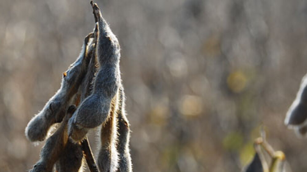 soybeans fall harvest pod