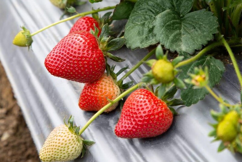 Strawberries in a field