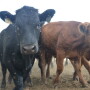 Flies hovering around several cattle in a pen. 