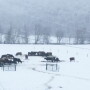 Winter Feeding.jpg