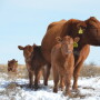 Ranchers in many regions are heading into winter with limited forage supplies.
