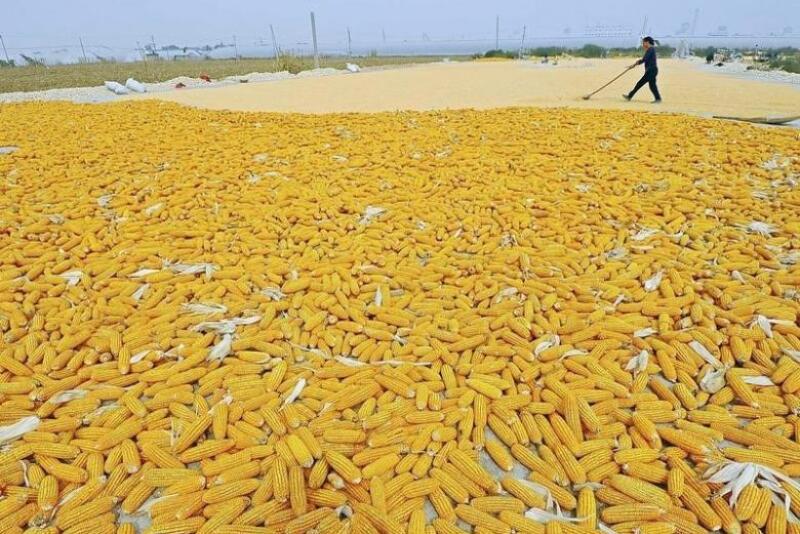 China_Corn