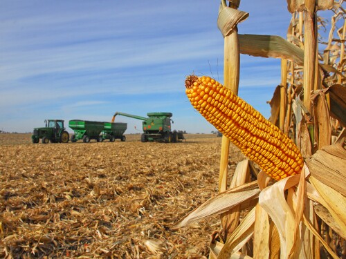 corn harvest