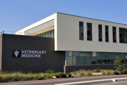 New graduates can help invigorate a veterinary practice.