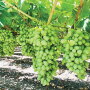 Table grapes, like the seedless Sweet Globe, can be harvested weeks earlier in the Mexican state of Jalisco than in other Mexican growing areas, says George Matoian of Fresh Farms.