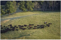 Simmental cattle
