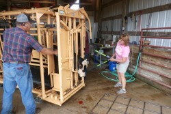Weaning_Calves