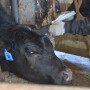 While over-the-counter livestock antibiotics are set to require a prescription as of June 11, there will also be updates to FDA guidelines and product labels regarding reimplantation of growth-promoting implants.