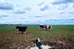 Cows%20and%20Rockets%20(2).JPG