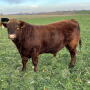 Bull breeding soundness exams can identify bulls that have a low probability of siring calves. 