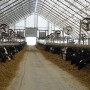 Feed shortages throughout southern Europe could spark intense livestock culling. 