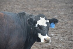 Cattle feeding losses continue.