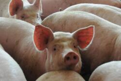 hogs_pigs_(67).jpeg