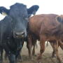 flies on stockers