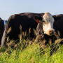 Cattle markets rallied the first week of November