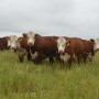 “I’ve raised cattle for many years,” says Dick Kurtz, a farmer from Oregon, Mo.,” but this is a first in my lifetime to have issues with grass tetany.”

