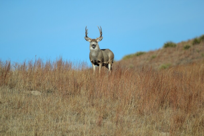 Mule Deer - by Troy Walz