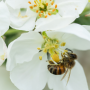 Honey bee pollinating an apple blossom